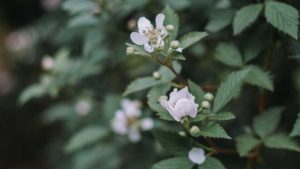 Wish Farms Prepping for Big Boom in Blackberries