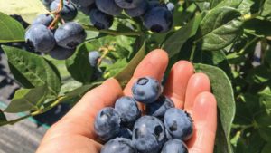 Report: Appetite for Blueberries Around the World Remains Strong