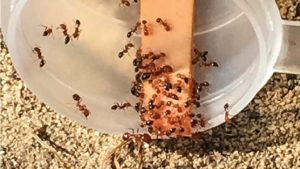 Methods to Manage Ants in Early Nut Harvest