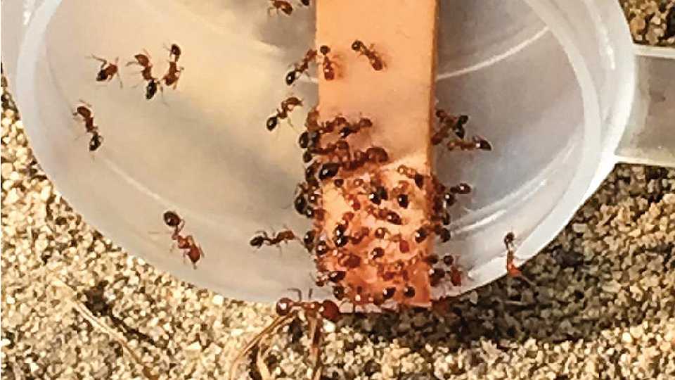 Methods to Manage Ants in Early Nut Harvest