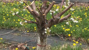 Why You Should Consider Whole Tree Renewal Pruning for Cherries