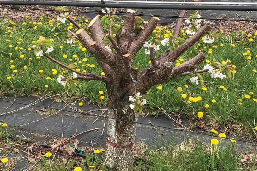 Fig. 1: KGB Whole Tree Renewal