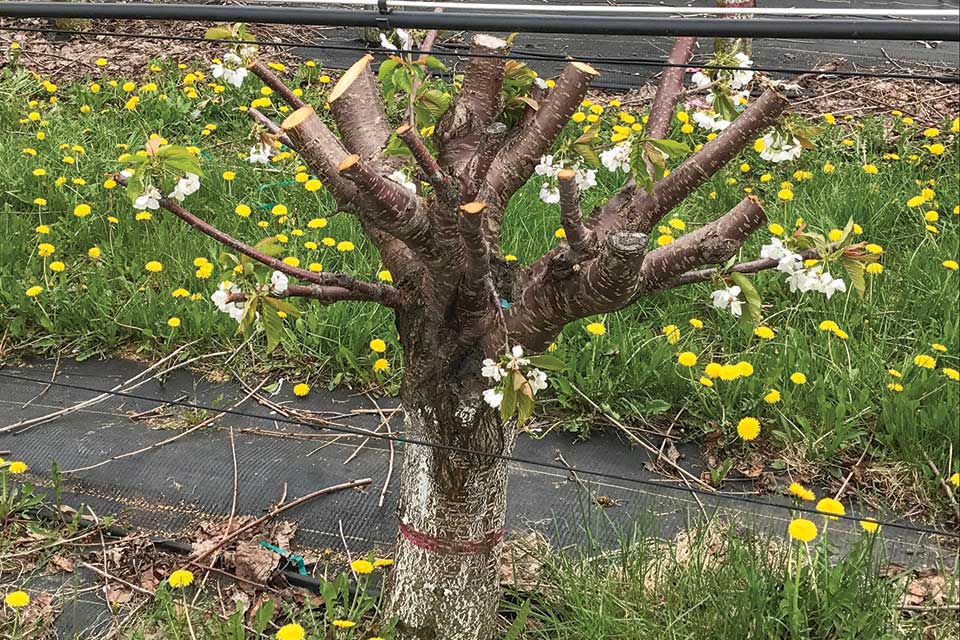 Why You Should Consider Whole Tree Renewal Pruning for Cherries