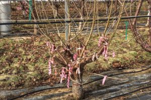 Fig. 1: KGB Whole Tree Renewal 