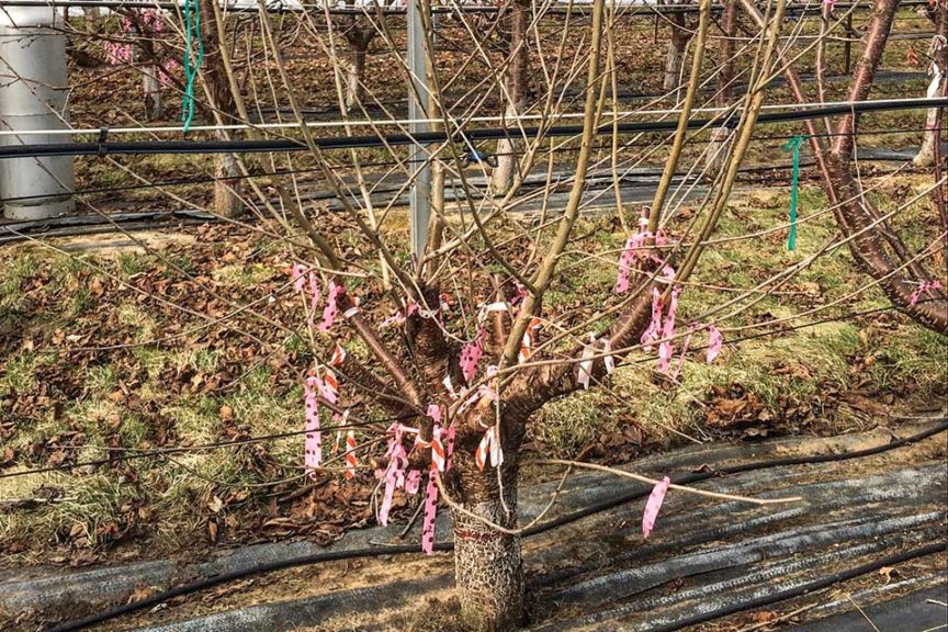 Fig. 1: KGB Whole Tree Renewal 