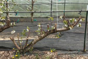 Fig. 2: UFO Whole Tree Renewal 
