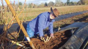Why Weed Mats Make Sense for Organic Blueberries