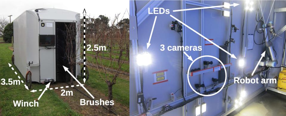 Can Apple Genetics Offer an Alternative to Pruning?