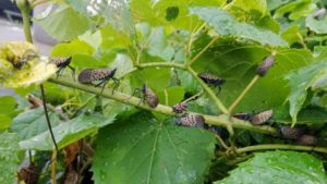 Can a Beneficial Wasp Whip Spotted Lanternfly?