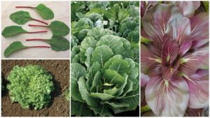 10 Top Leafy Green Crops for 2019