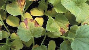 Ways to Beat Bacterial Fruit Blotch to the Punch in Watermelon