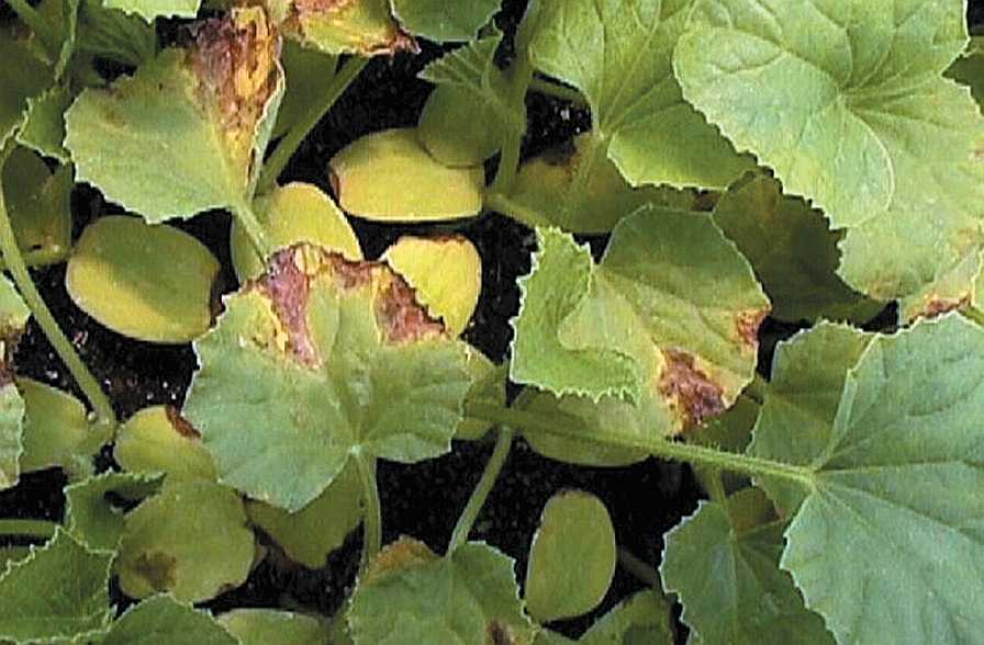 Ways to Beat Bacterial Fruit Blotch to the Punch in Watermelon