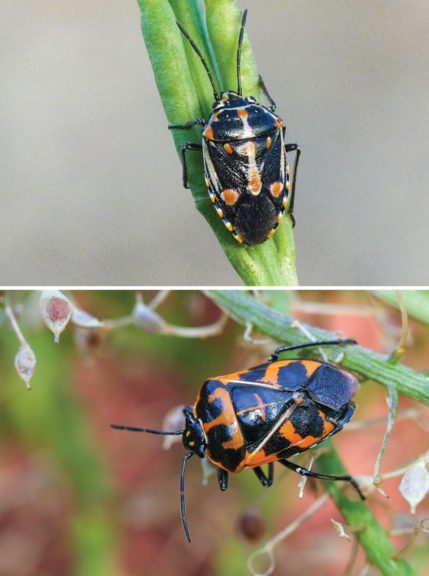 What Vegetable Growers Can Do To Beat Bagrada Bugs - Growing Produce