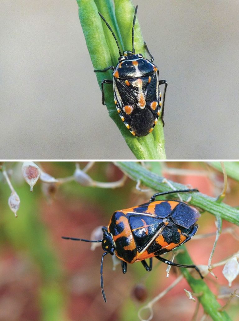 What Vegetable Growers Can Do To Beat Bagrada Bugs - Growing Produce