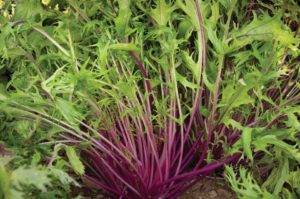 Central Red from Asia Seed Company and Johnny's Selected Seeds