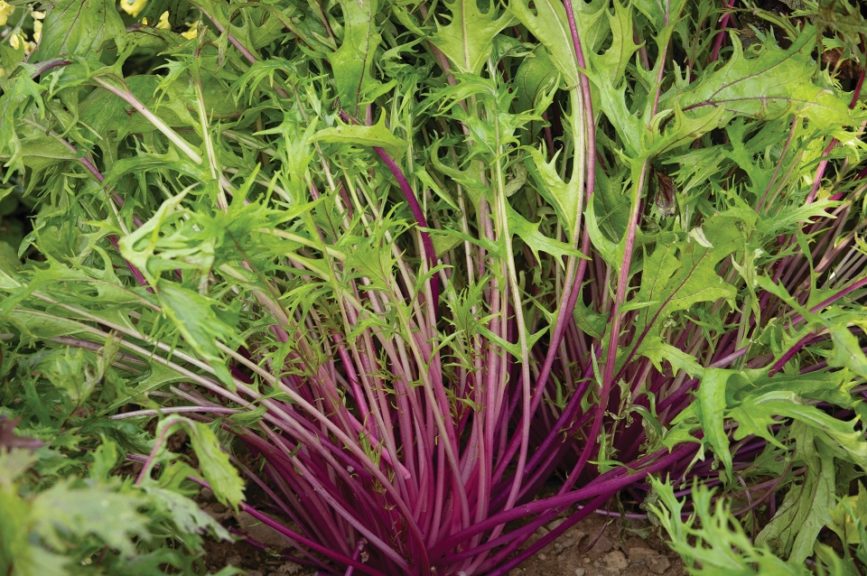 Central Red from Asia Seed Company and Johnny's Selected Seeds