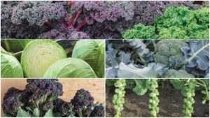 The 14 Cole Crops Selected by Breeders as Best for 2019