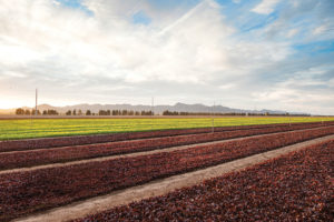 Contrast the dry furrows in Duncan Family Farms' Arizona fields.