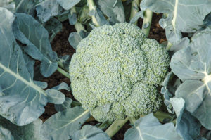 Emerald Crown from Sakata Seed America and Harris Seeds