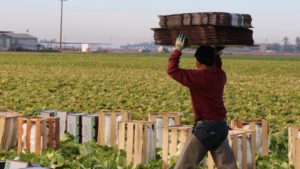 NY Farmworker Wage Fight Exposes Rural-Urban Disconnect