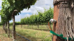 Large Produce Growers Tout the Benefits of Digital Ag Tech