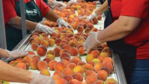 New Approaches to Profitability in Stone Fruit Production