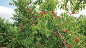 New Plant Growth Regulator Thins Stone Fruit and Apples
