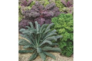Garden Blend from Seeds by Design