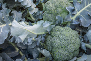 Godzilla from Sakata Seed America