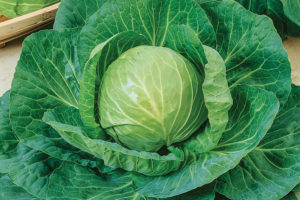 Green Express from Terra Organics