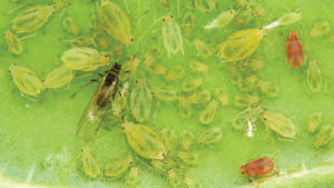 Field Scouting Guide: Green Peach Aphid