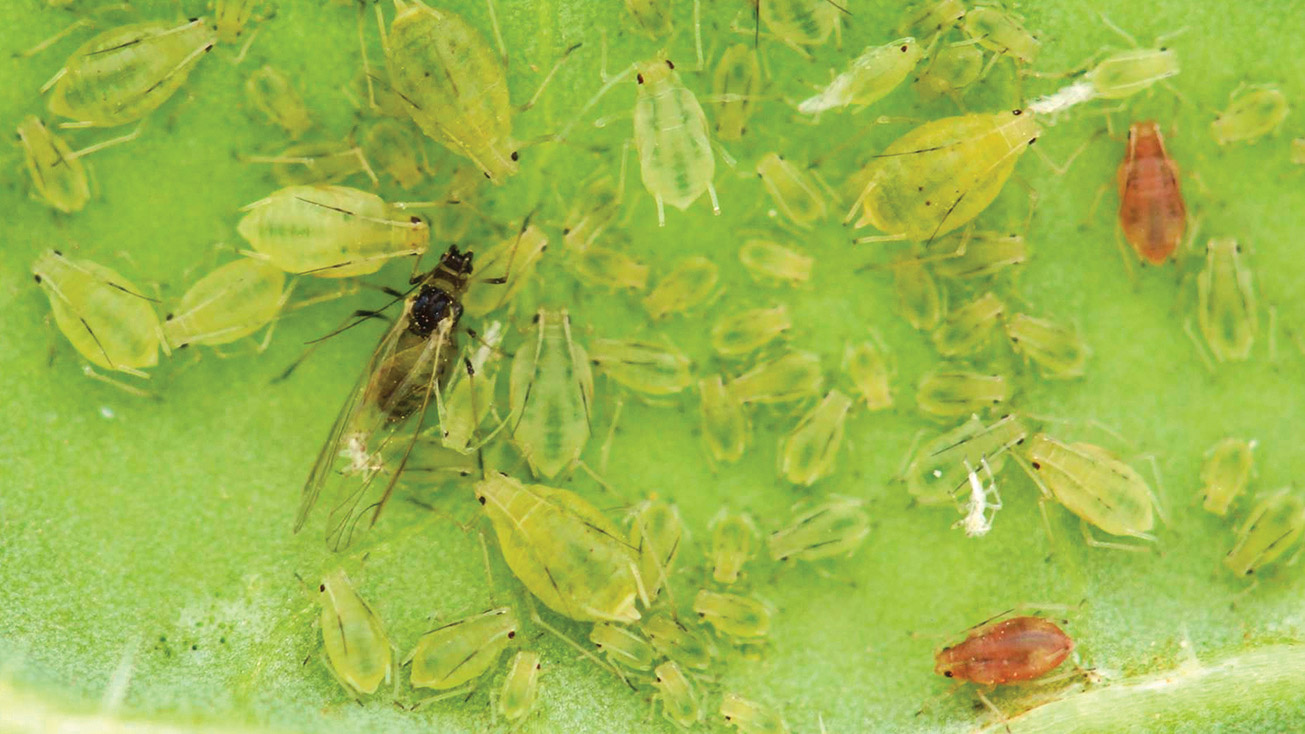 Field Scouting Guide: Green Peach Aphid