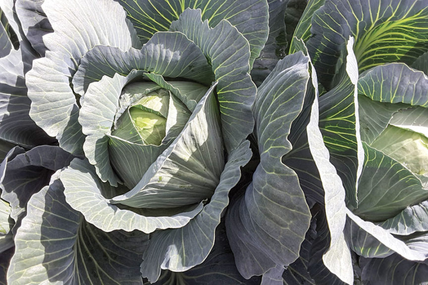 Hazelton from Hazera and Stokes Seeds, Inc
