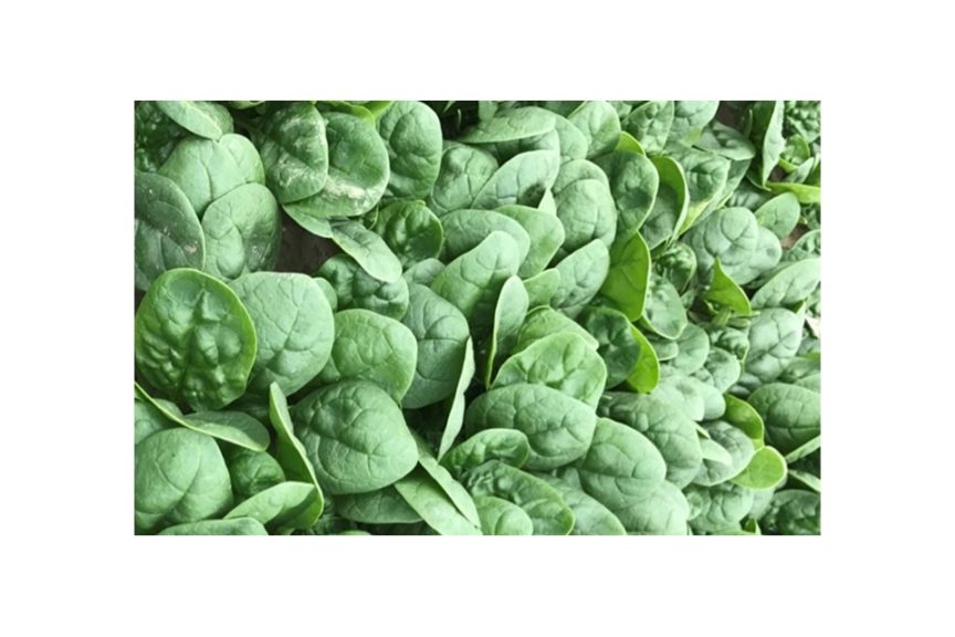 Magnetic from Seminis