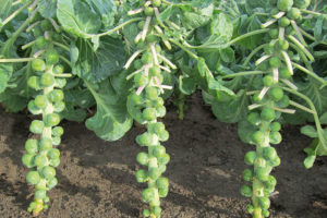 Marte F1 from Bejo Seeds and Seedway