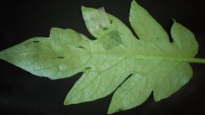 Unique Technique Can Help Researchers Get Jump on Plant Diseases