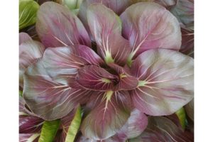 Tatsoi Scarlet (Seeds by Design)