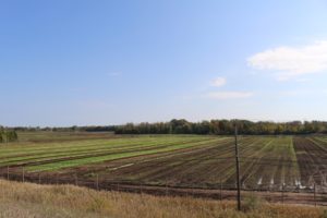 Late season lettuce fields at Duncan Family Farms' Brockport, NY, ranch.