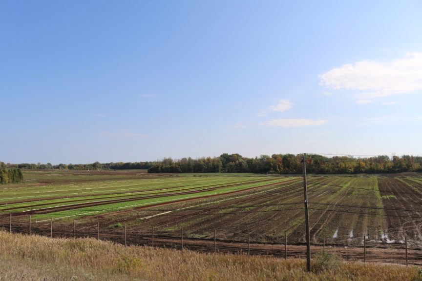 Late season lettuce fields at Duncan Family Farms' Brockport, NY, ranch.