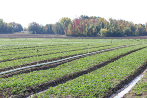 Wet fields at a Duncan New York ranch