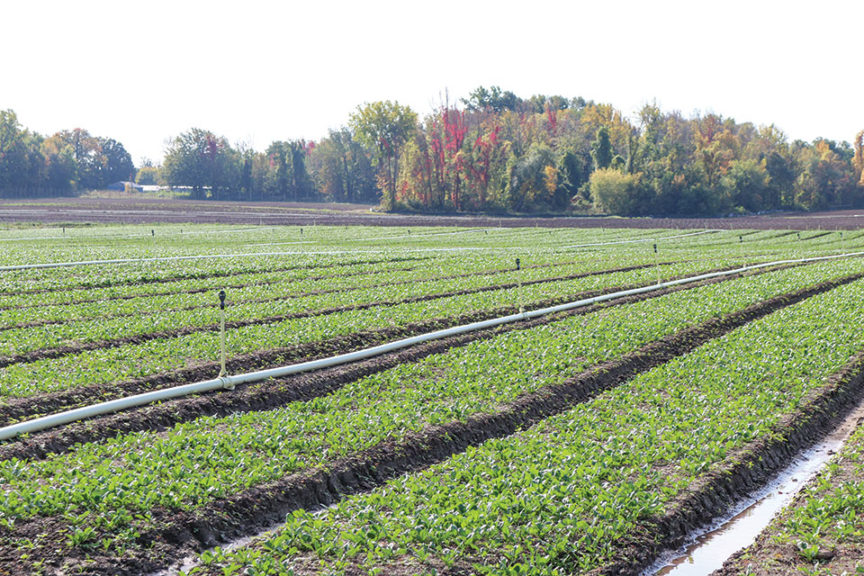 Wet fields at a Duncan New York ranch