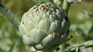 Least Favorite #5: Artichokes