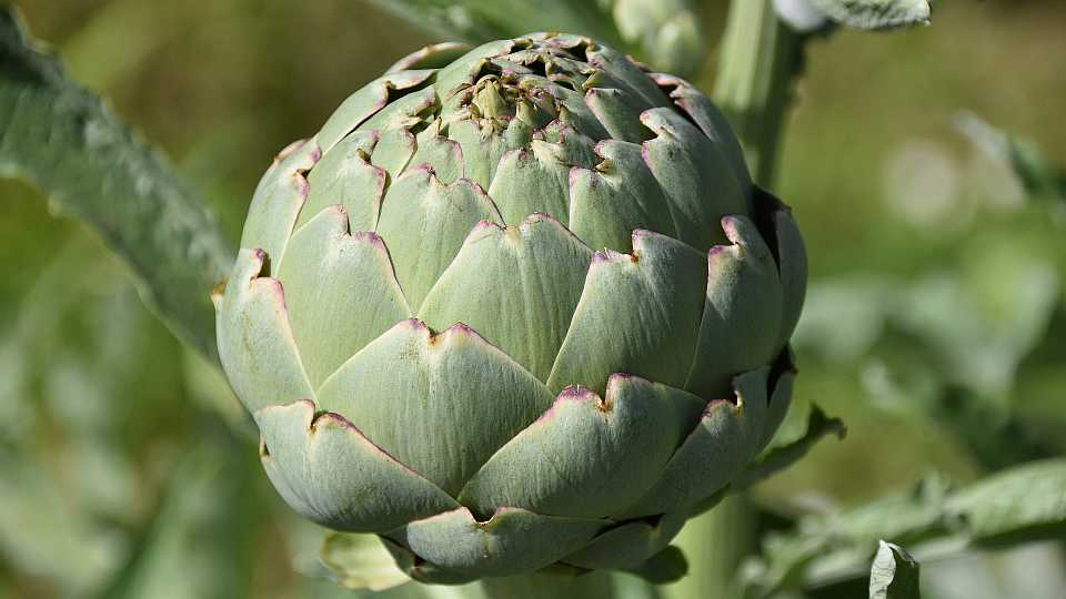 Least Favorite #5: Artichokes