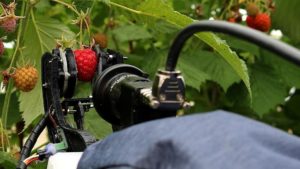 Robotic Raspberry Harvester Rolls Out in the UK