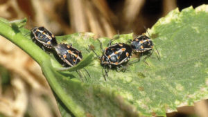 What Vegetable Growers Can Do To Beat Bagrada Bugs
