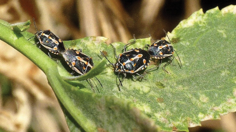 What Vegetable Growers Can Do To Beat Bagrada Bugs
