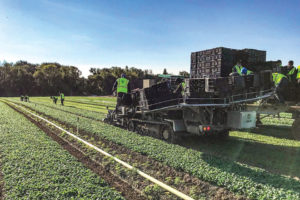 Harvesting lettuce at Duncan's New York farm.