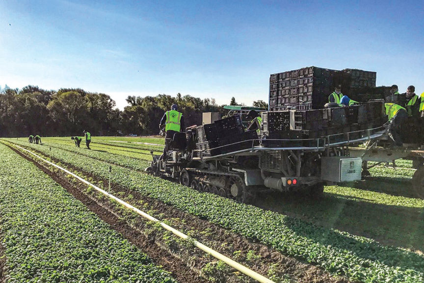 Harvesting lettuce at Duncan's New York farm.