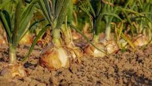 4. Onions (Clean)
