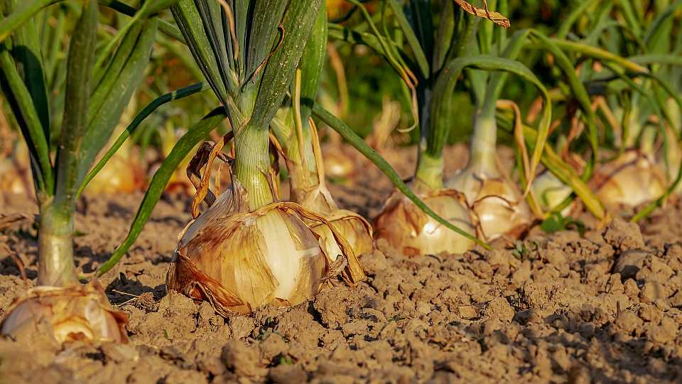 4. Onions (Clean)